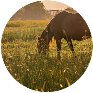 paard in kruidenrijk grasland