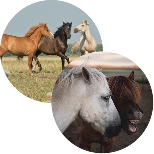 Paarden met stress, vluchten en gapen